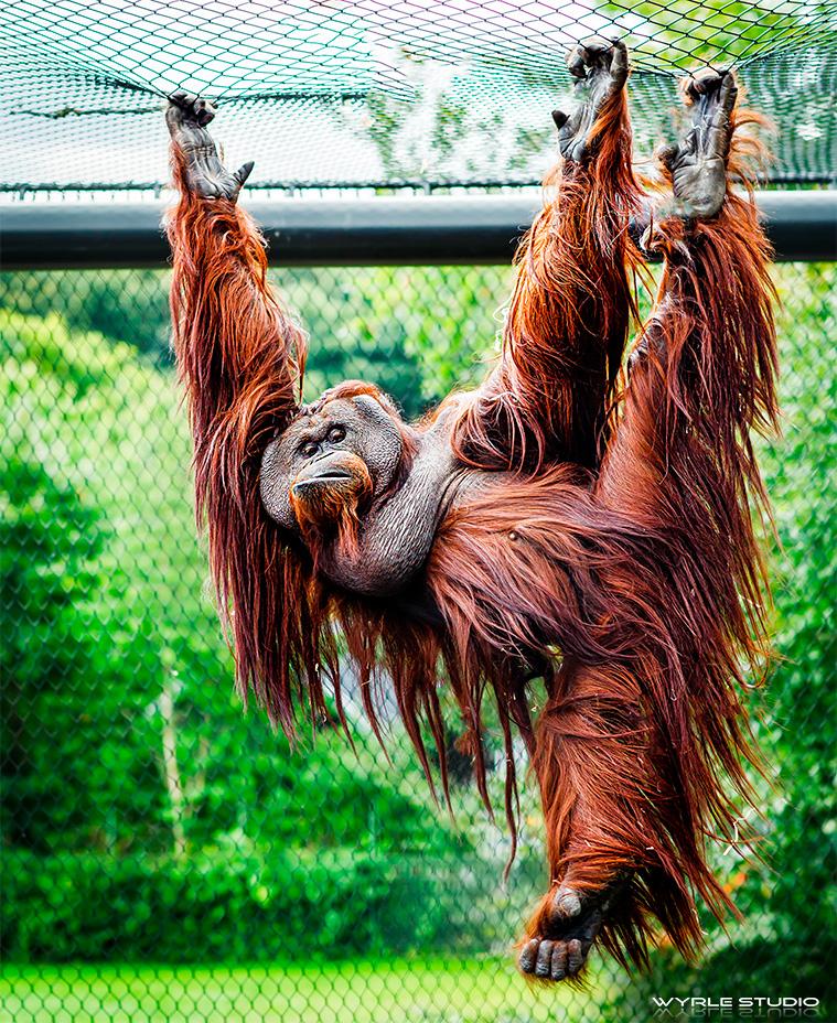 Orangutang Aalborg Zoo 1